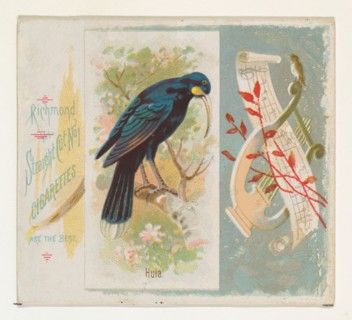 Huia, from the Song Birds of the World series (N42) for Allen & Ginter Cigarettes, 1890.