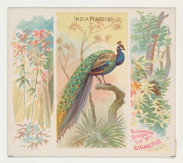 India Peacock, from Birds of the Tropics series (N38) for Allen & Ginter Cigarettes, 1889.