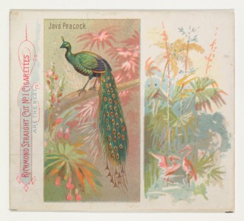 Java Peacock, from Birds of the Tropics series (N38) for Allen & Ginter Cigarettes, 1889.