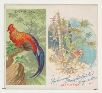 Jungle Fowl, from Birds of the Tropics series (N38) for Allen & Ginter Cigarettes, 1889.