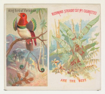 King Bird of Paradise, from Birds of the Tropics series (N38) for Allen & Ginter Cigarettes, 1889.