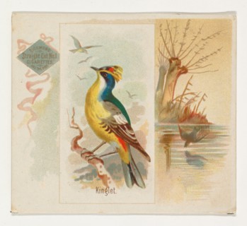 Kinglet, from the Song Birds of the World series (N42) for Allen & Ginter Cigarettes, 1890.