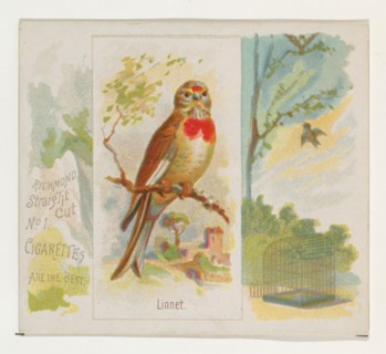 Linnet, from the Song Birds of the World series (N42) for Allen & Ginter Cigarettes, 1890.