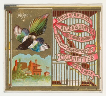 Magpie, from the Birds of America series (N37) for Allen & Ginter Cigarettes, 1888.