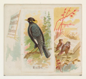 Mino Bird, from the Song Birds of the World series (N42) for Allen & Ginter Cigarettes, 1890.