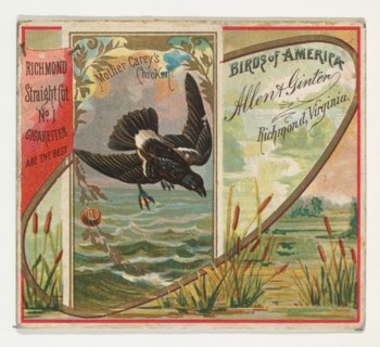 Mother Carey's Chicken, from the Birds of America series (N37) for Allen & Ginter Cigarettes, 1888.