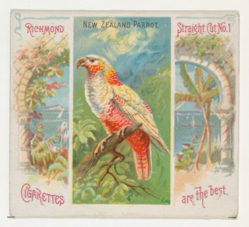 New Zealand Parrot, from Birds of the Tropics series (N38) for Allen & Ginter Cigarettes, 1889.