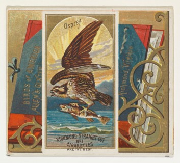 Osprey, from the Birds of America series (N37) for Allen & Ginter Cigarettes, 1888.