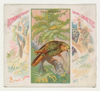 Owl Parrot, from Birds of the Tropics series (N38) for Allen & Ginter Cigarettes, 1889.