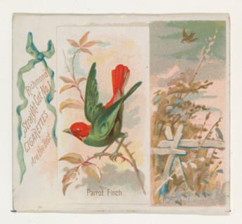 Parrot Finch, from the Song Birds of the World series (N42) for Allen & Ginter Cigarettes, 1890.