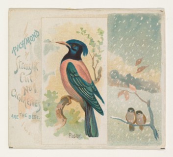 Pastor, from the Song Birds of the World series (N42) for Allen & Ginter Cigarettes, 1890.