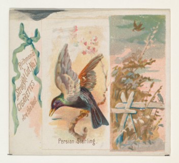 Persian Starling, from the Song Birds of the World series (N42) for Allen & Ginter Cigarettes, 1890.