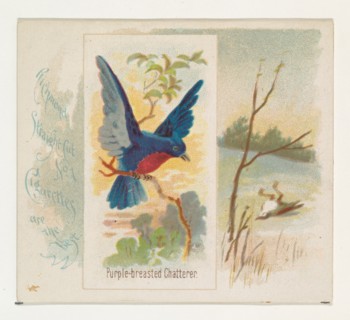 Purple-breasted Chatterer, from the Song Birds of the World series (N42) for Allen & Ginter Cigarettes, 1890.
