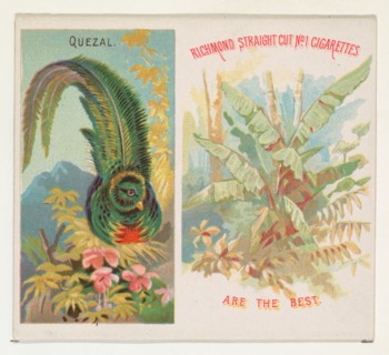 Quezal, from Birds of the Tropics series (N38) for Allen & Ginter Cigarettes, 1889.