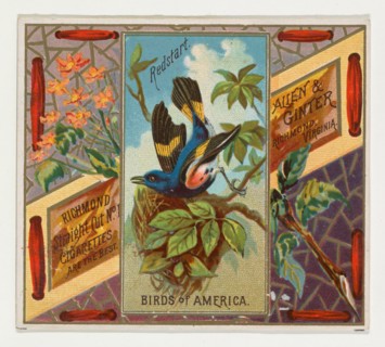 Redstart, from the Birds of America series (N37) for Allen & Ginter Cigarettes, 1888.