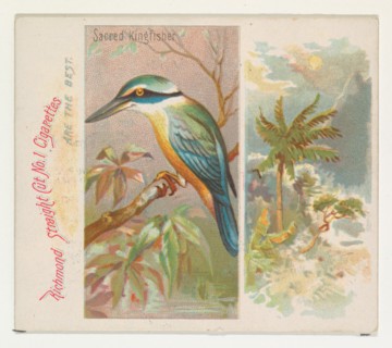 Sacred Kingfisher, from Birds of the Tropics series (N38) for Allen & Ginter Cigarettes, 1889.
