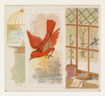 Scarlet Finch, from the Song Birds of the World series (N42) for Allen & Ginter Cigarettes, 1890.