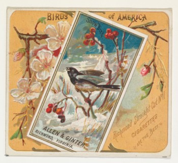 Snow Bird, from the Birds of America series (N37) for Allen & Ginter Cigarettes, 1888.