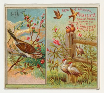 Song Sparrow, from the Birds of America series (N37) for Allen & Ginter Cigarettes, 1888.