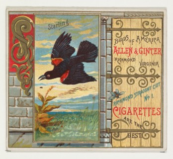 Starling, from the Birds of America series (N37) for Allen & Ginter Cigarettes, 1888.