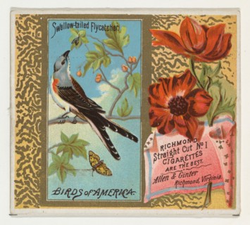 Swallow-tailed Flycatcher, from the Birds of America series (N37) for Allen & Ginter Cigarettes, 1888.