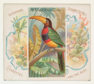 The Banded Aracari Toucan, from Birds of the Tropics series (N38) for Allen & Ginter Cigarettes, 1889.