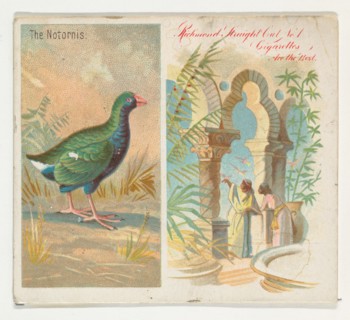 The Notornis, from Birds of the Tropics series (N38) for Allen & Ginter Cigarettes, 1889.
