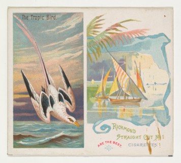 The Tropic Bird, from Birds of the Tropics series (N38) for Allen & Ginter Cigarettes, 1889.