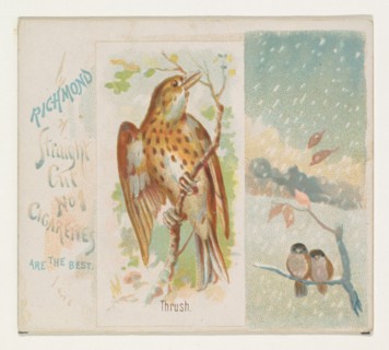Thrush, from the Song Birds of the World series (N42) for Allen & Ginter Cigarettes, 1890.