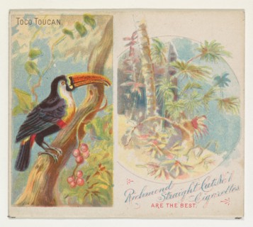 Toco Toucan, from Birds of the Tropics series (N38) for Allen & Ginter Cigarettes, 1889.