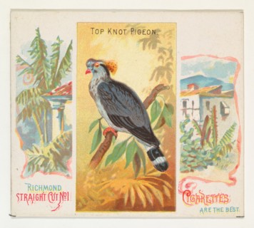 Top Knot Pigeon, from Birds of the Tropics series (N38) for Allen & Ginter Cigarettes, 1889.