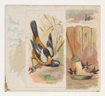 Troupial, from the Song Birds of the World series (N42) for Allen & Ginter Cigarettes, 1890.