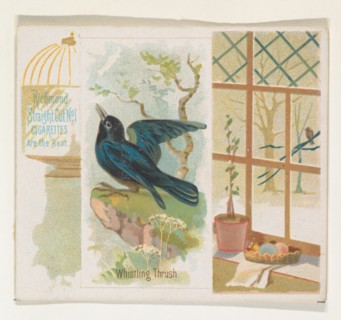 Whistling Thrush, from the Song Birds of the World series (N42) for Allen & Ginter Cigarettes, 1890.