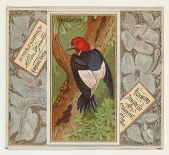 Woodpecker, from the Birds of America series (N37) for Allen & Ginter Cigarettes, 1888.