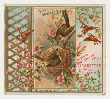 Yellow-breasted Chat, from the Birds of America series (N37) for Allen & Ginter Cigarettes, 1888.