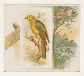 Yellow-head, from the Song Birds of the World series (N42) for Allen & Ginter Cigarettes, 1890.