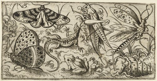 Group of insects and animals on a plain ground with grass, including a butterfly, a dragonfly, a moth, a cricket, a lizard, a frog, and a snail, 1530 - 1562. From Douce Ornament Prints Album I.