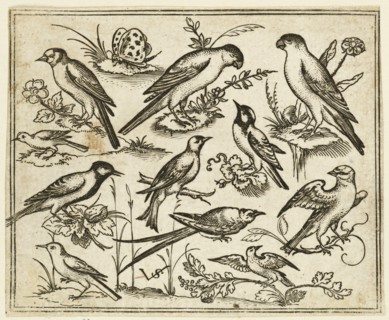Eleven birds sitting on patches of flowering foliage and small branches on a minimal ground with a butterfly, 1557. From Douce Ornament Prints Album I.