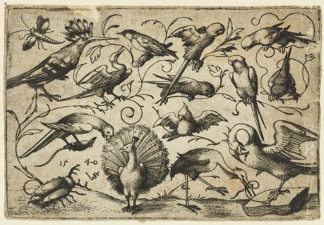 Ten birds on small foliage tendrils with a stork tying a tendril around a pelican?s leg, a peacock, and a large beetle in the foreground, 1540. From Douce Ornament Prints Album I.