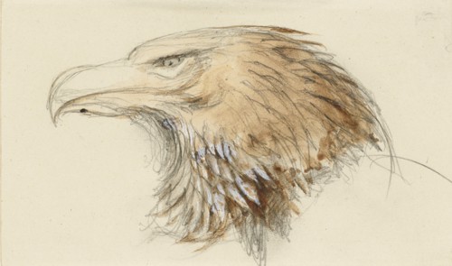 The Head of a common Golden Eagle, from Life, 8 - 11 September 1870.