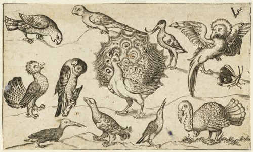 Peacock in centre surrounded by nine other birds, including a turkey, and a butterfly on a minimal ground with a small patch of grass, after 1572. From Douce Ornament Prints Album I.