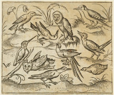 Ten birds sitting on branches and patches of grass, including two owls and a bird with long tail feathers chirping with head back in centre, 1557. From Douce Ornament Prints Album I.