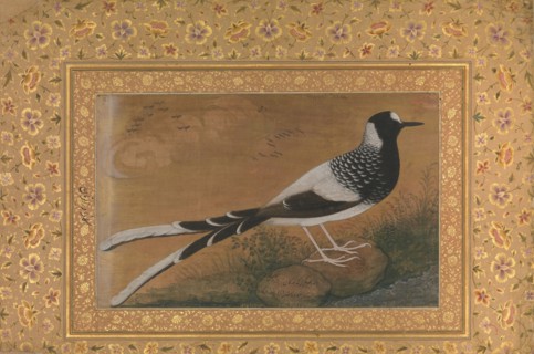 Spotted Forktail, Folio from the Shah Jahan Album, recto: ca. 1610-15; verso ca. 1540.