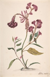 Study of a Hanekam (Celosia argentea), n.d..