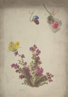 Heather, Sweet Peas and Butterfly, 19th century.
