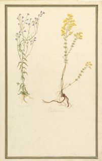 Botanical Studies, ca. 1820.