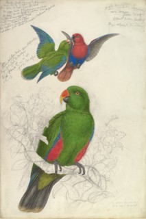 Eclectus Roratus Polychloros, ca. 1830-32.