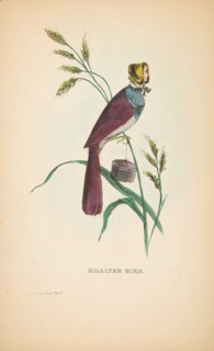 Milliner Bird (Minnie Doyle), from The Comic Natural History of the Human Race, 1851.