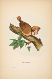 Jail Bird, from The Comic Natural History of the Human Race, 1851.