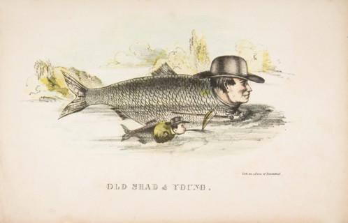 Old Shad & Young, from The Comic Natural History of the Human Race, 1851.